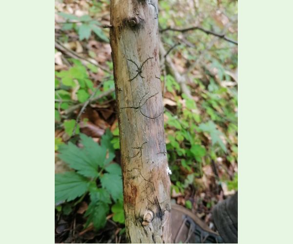 Lykožrút korunový