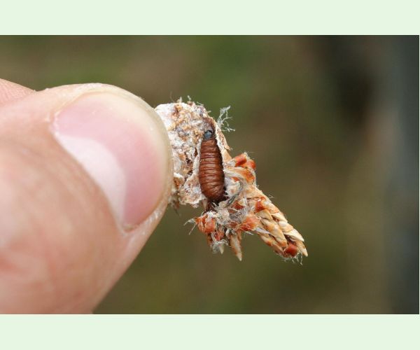 Obaľovač mládnikový