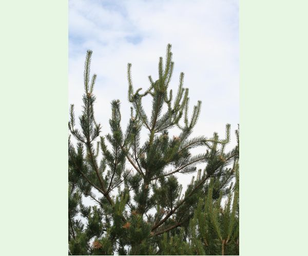 Obaľovač mládnikový