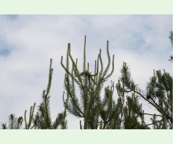 Obaľovač mládnikový