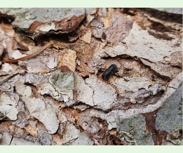 Lykožrút smrekovcový