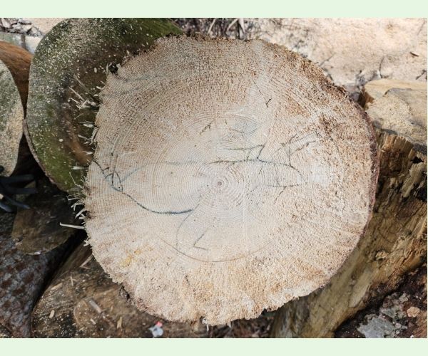 Treptoplatypus oxyurus