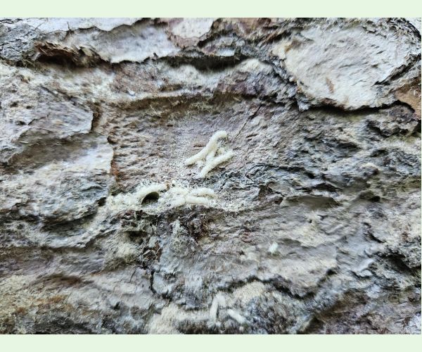 Treptoplatypus oxyurus