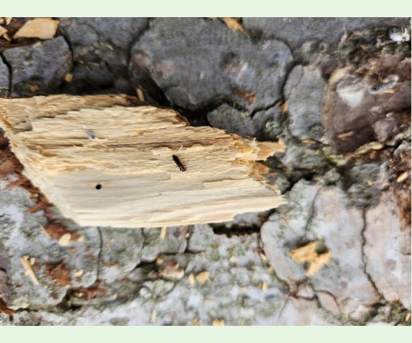 Treptoplatypus oxyurus