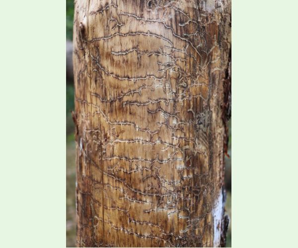 Lykožrút Orthotomicus longicollis