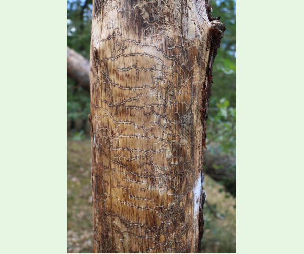 Lykožrút Orthotomicus longicollis