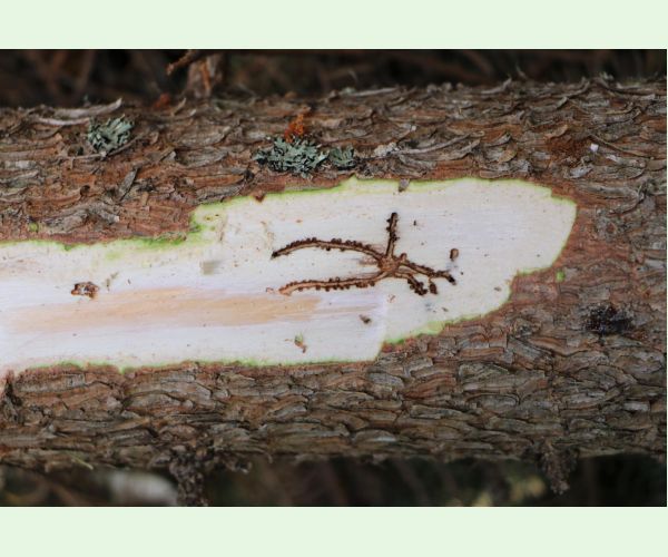 Lykožrút smrečinový