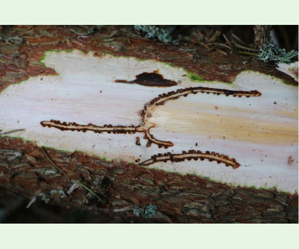 Lykožrút smrečinový