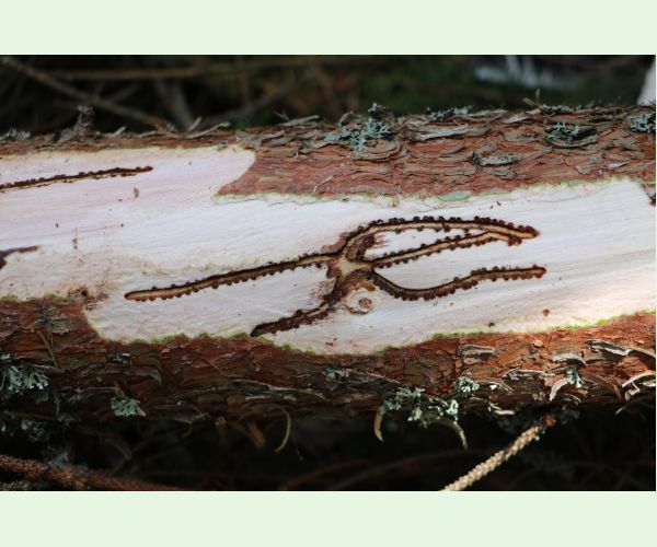 Lykožrút smrečinový