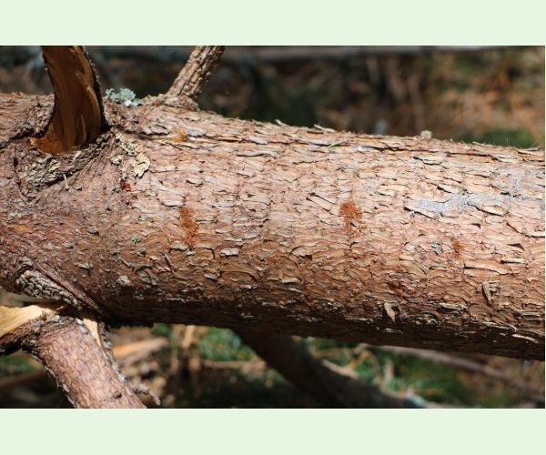 Lykožrút smrečinový