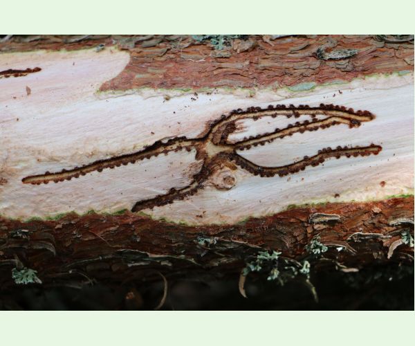 Lykožrút smrečinový