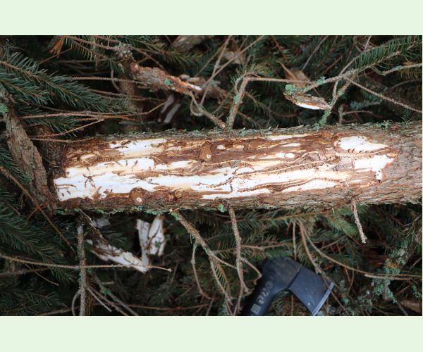 Lykožrút smrečinový