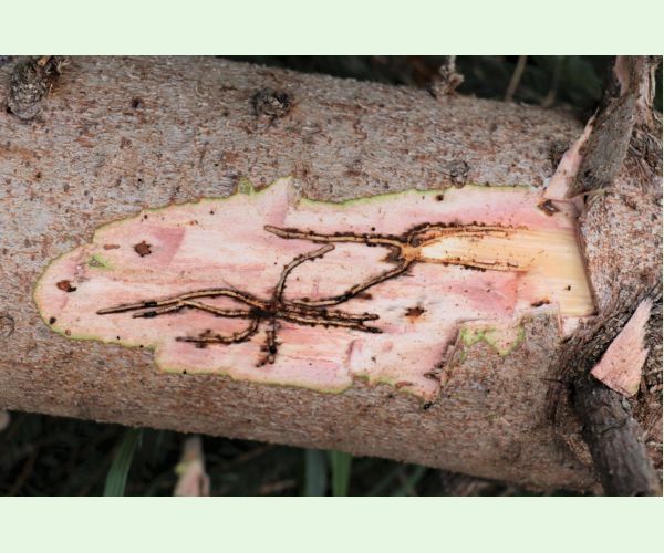 Lykožrút smrečinový