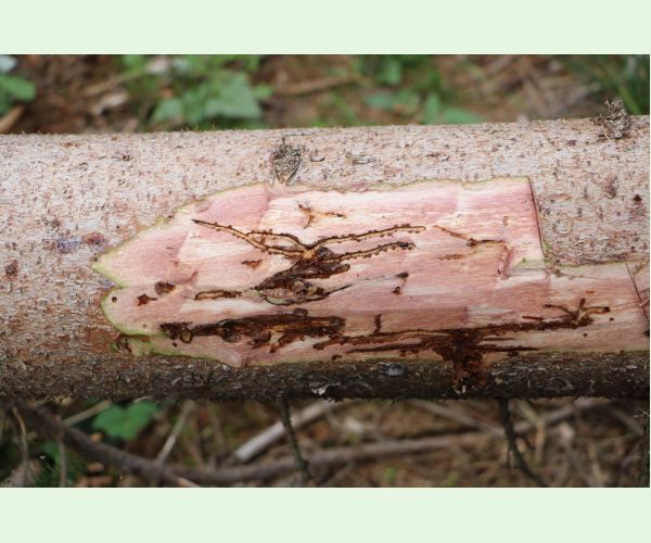 Lykožrút smrečinový