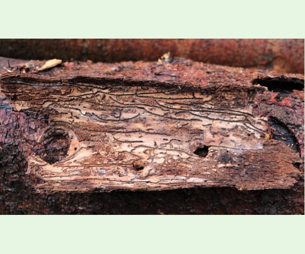 Lykožrút smrečinový