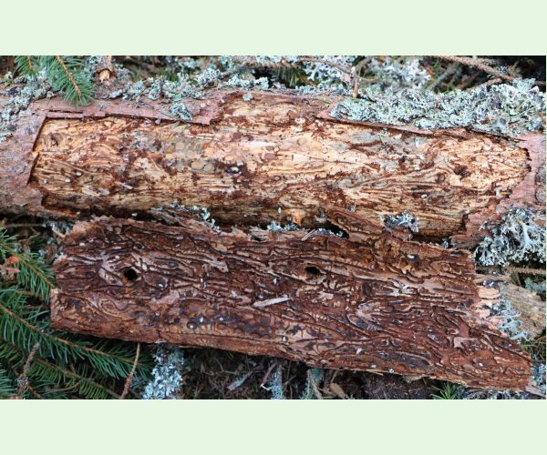 Lykožrút smrečinový