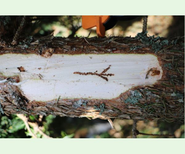 Lykožrút smrečinový