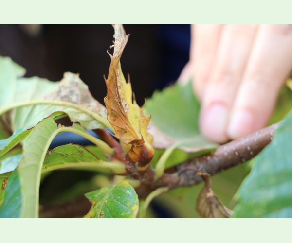 Hrčiarka Dryocosmus kuriphilus