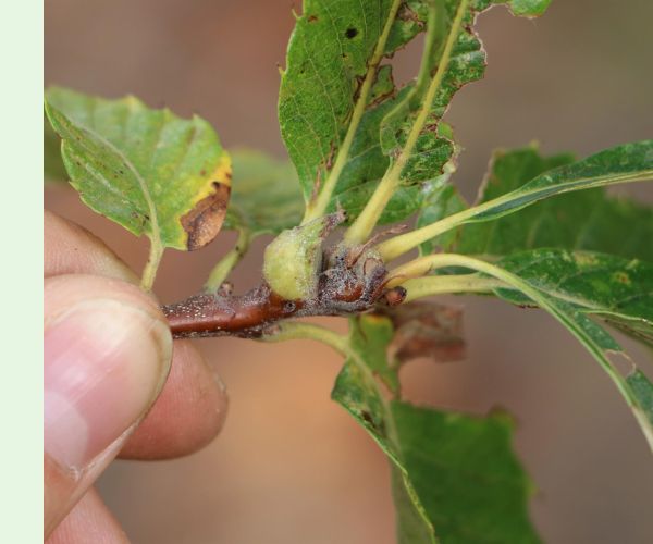 Hrčiarka Dryocosmus kuriphilus