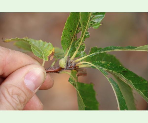 Hrčiarka Dryocosmus kuriphilus