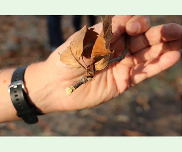 Hrčiarka Dryocosmus kuriphilus