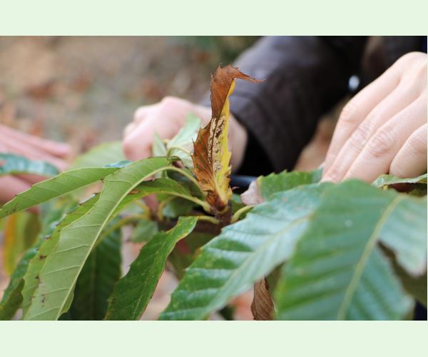 Hrčiarka Dryocosmus kuriphilus