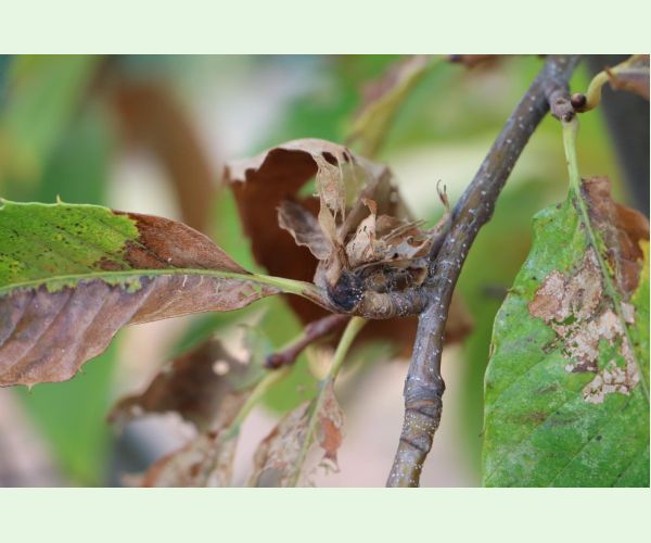 Hrčiarka Dryocosmus kuriphilus