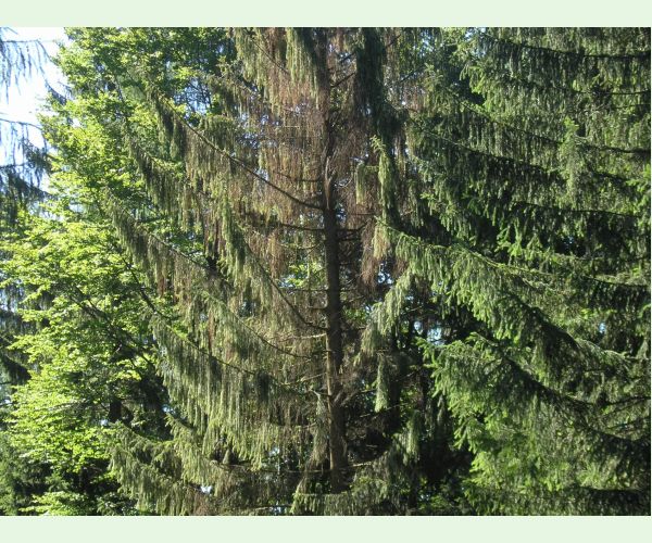 Lykožrút severský