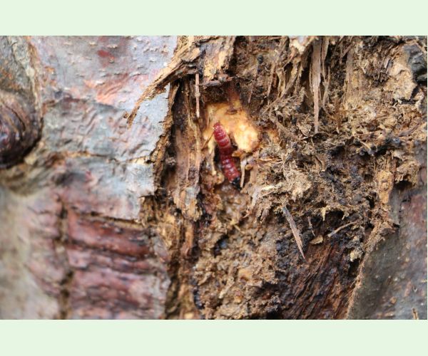 Drevotoč obyčajný