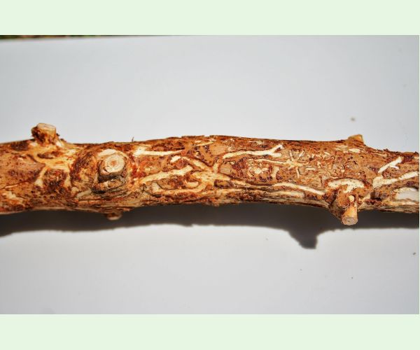 Lykožrút smrečinový