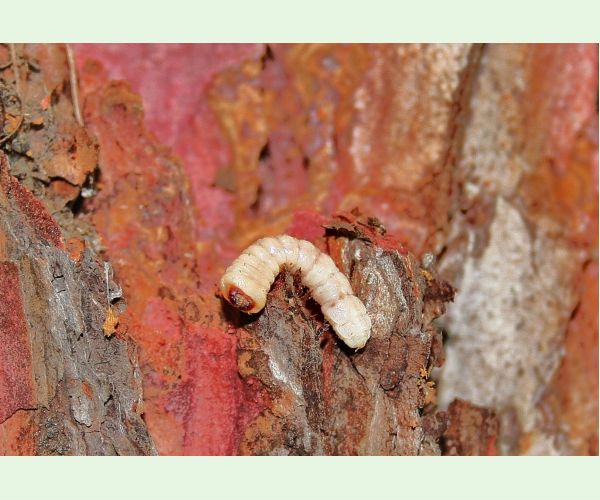 Fuzáč smrekovcový