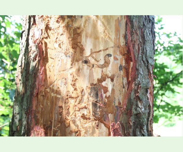 Fuzáč smrekovcový