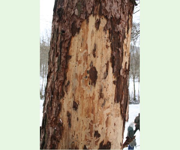 Fuzáč smrekovcový