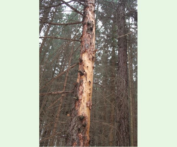 Fuzáč smrekovcový