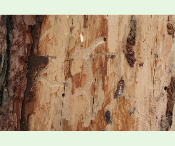 Fuzáč smrekovcový