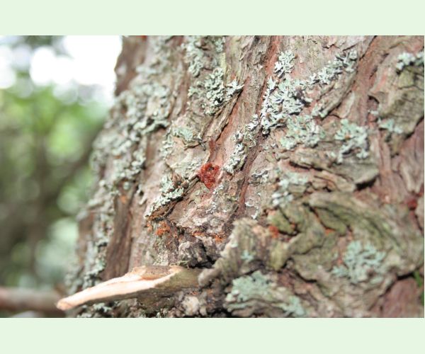 Lykožrút smrečinový