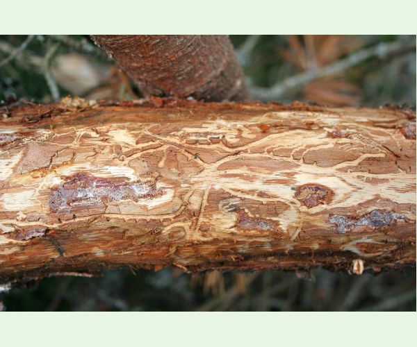 Lykožrút smrečinový