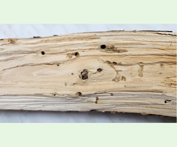 Serropalpus barbatus