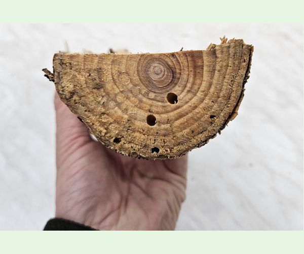 Serropalpus barbatus