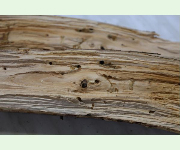 Serropalpus barbatus