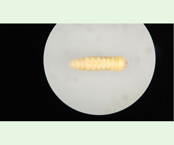 Serropalpus barbatus