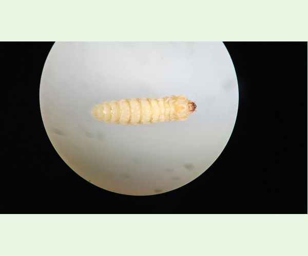 Serropalpus barbatus