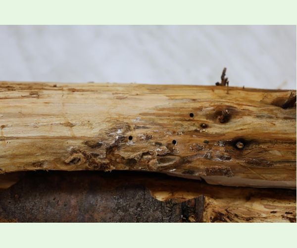 Serropalpus barbatus