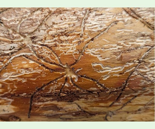 Lykožrút obyčajný