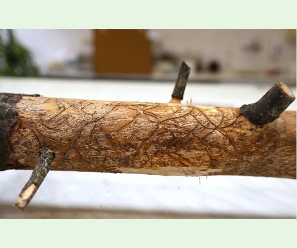 Lykožrút obyčajný