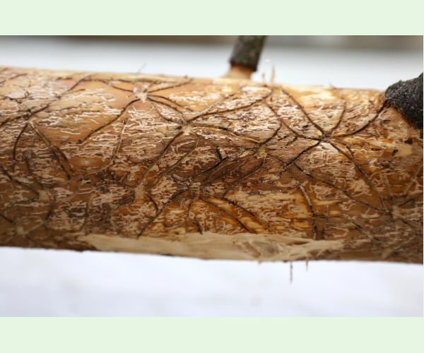 Lykožrút obyčajný