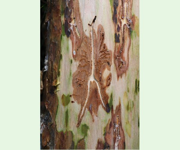 Lykožrút severský