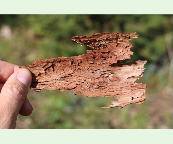 Lykožrút severský