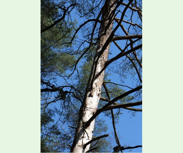 Lykožrút severský