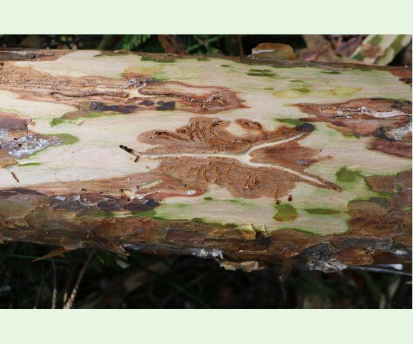 Lykožrút severský